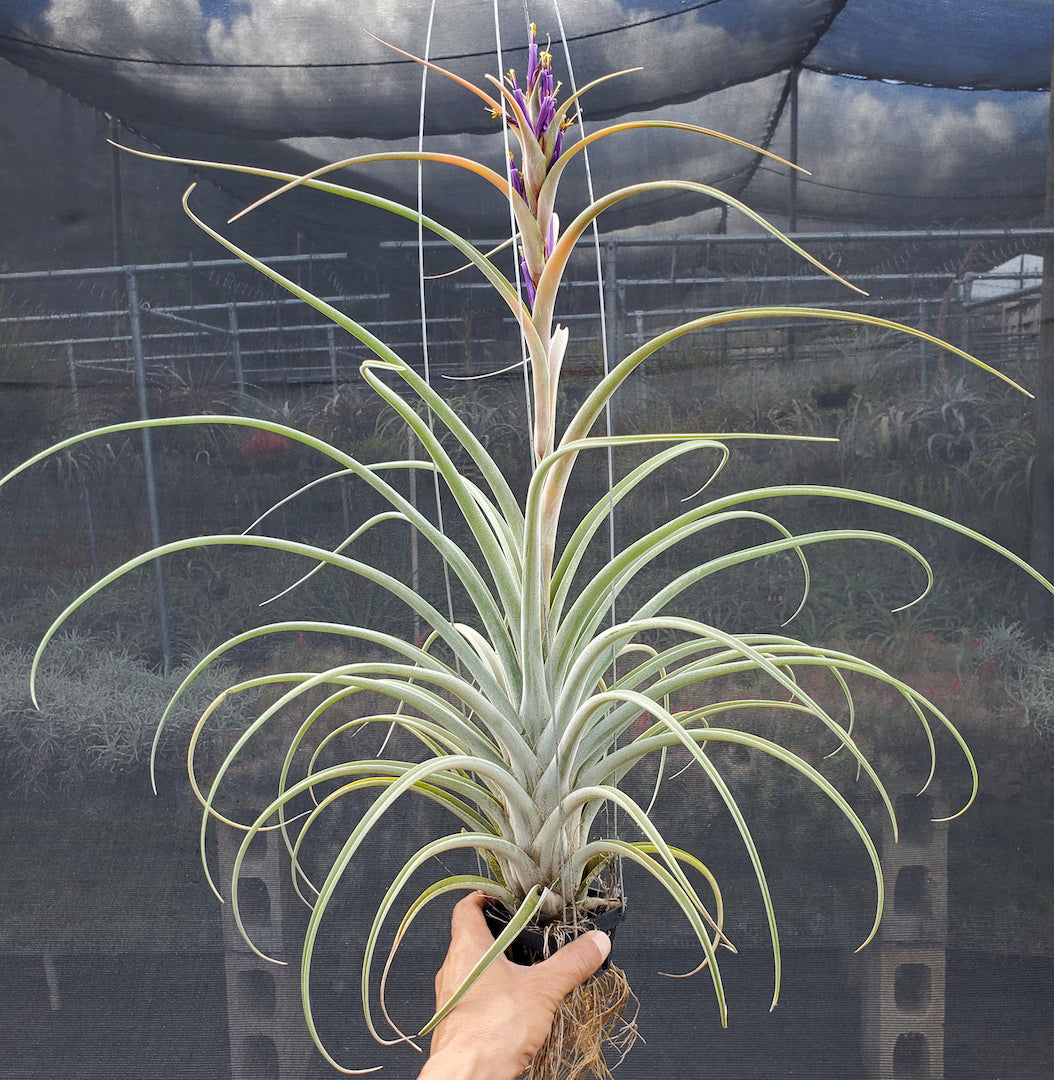 Tillandsia Hawaiian Surprise. (baileyi x riohondoensis)