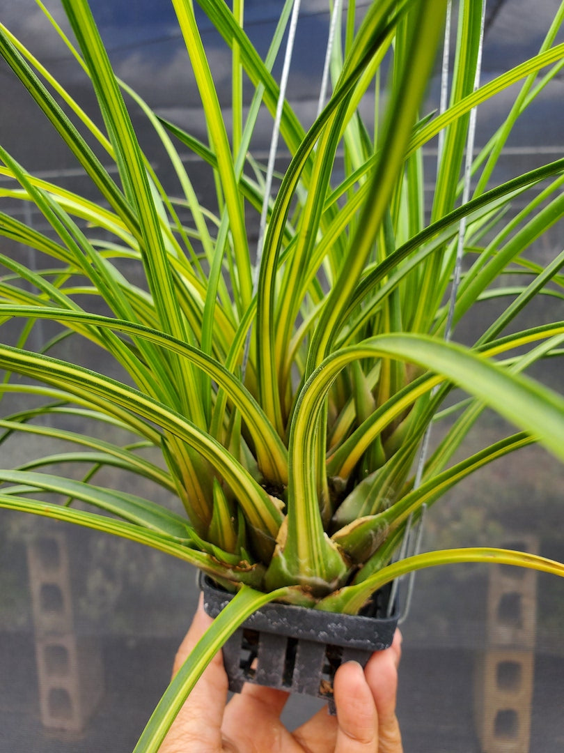 Tillandsia Hawaiian Classic. (tricolor variegated)