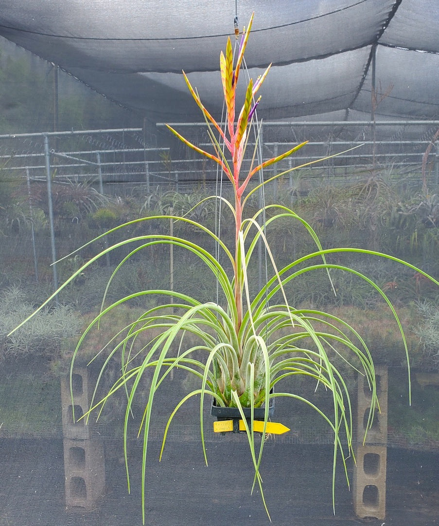 Tillandsia Hawaiian Fountain. (tricolor x caput medusae)