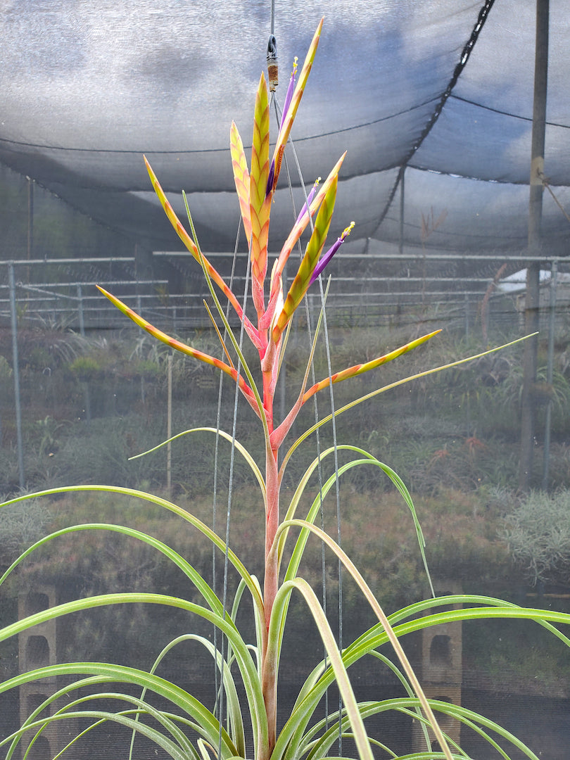 Tillandsia Hawaiian Fountain. (tricolor x caput medusae)