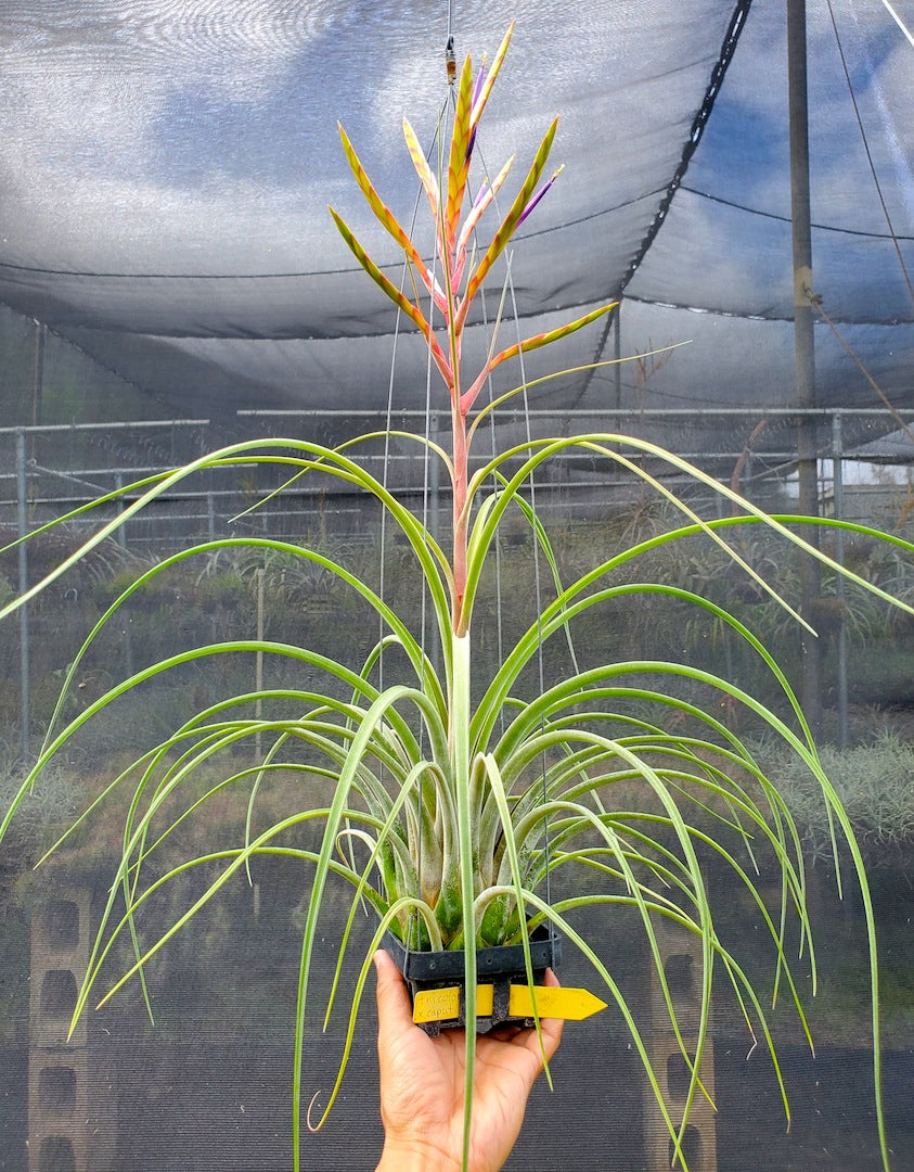 Tillandsia Hawaiian Fountain. (tricolor x caput medusae)