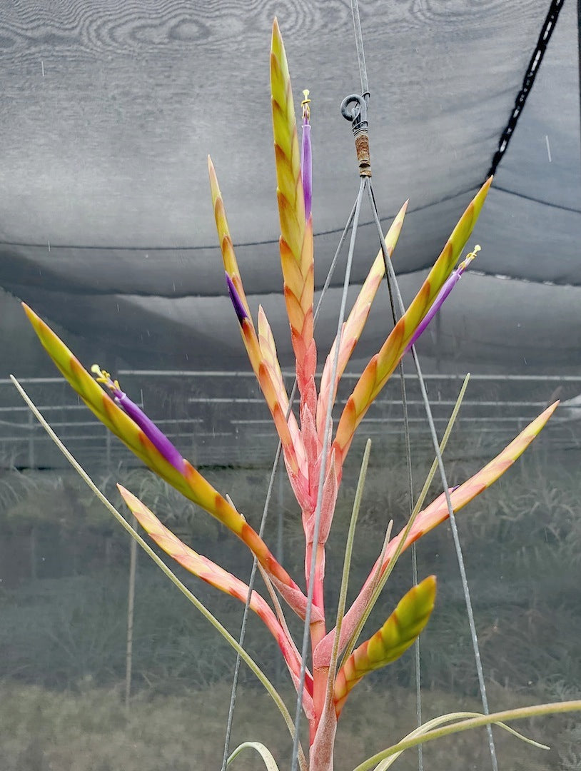 Tillandsia Hawaiian Fountain. (tricolor x caput medusae)