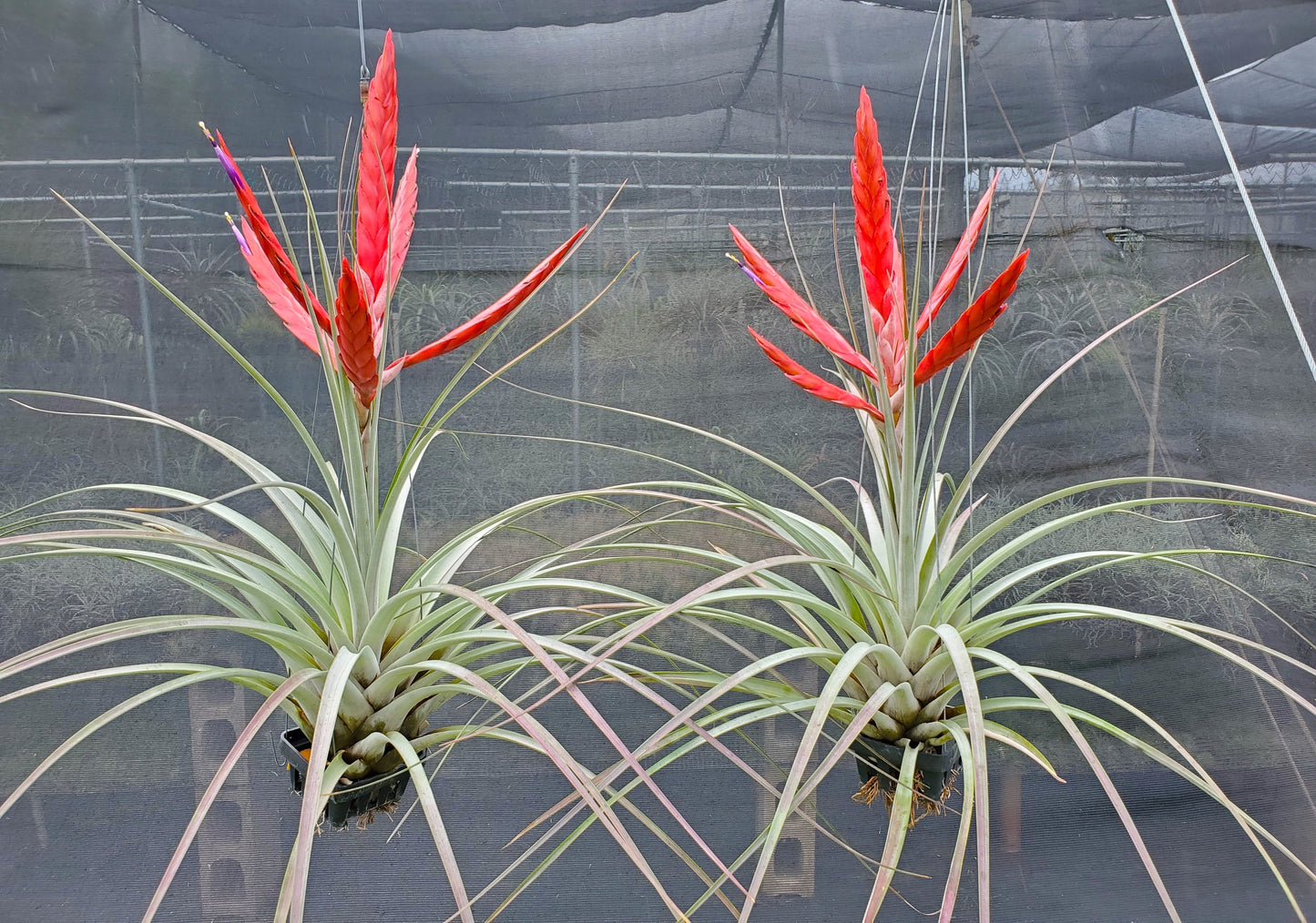 Tillandsia fasciculata red inflorescence