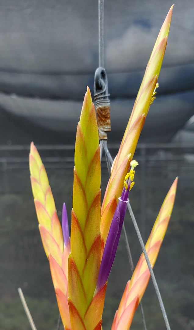 Tillandsia Hawaiian Fountain. (tricolor x caput medusae)