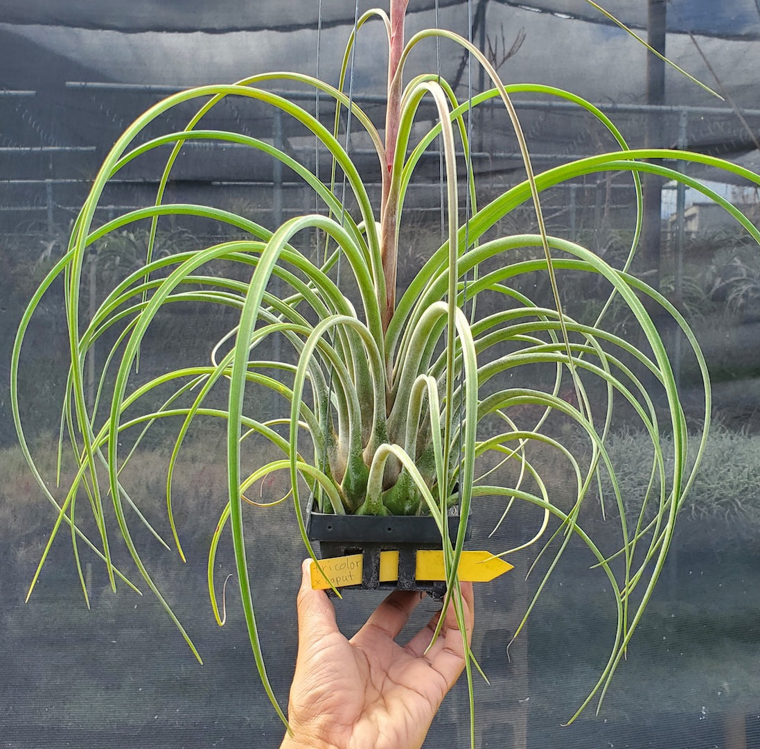 Tillandsia Hawaiian Fountain. (tricolor x caput medusae)