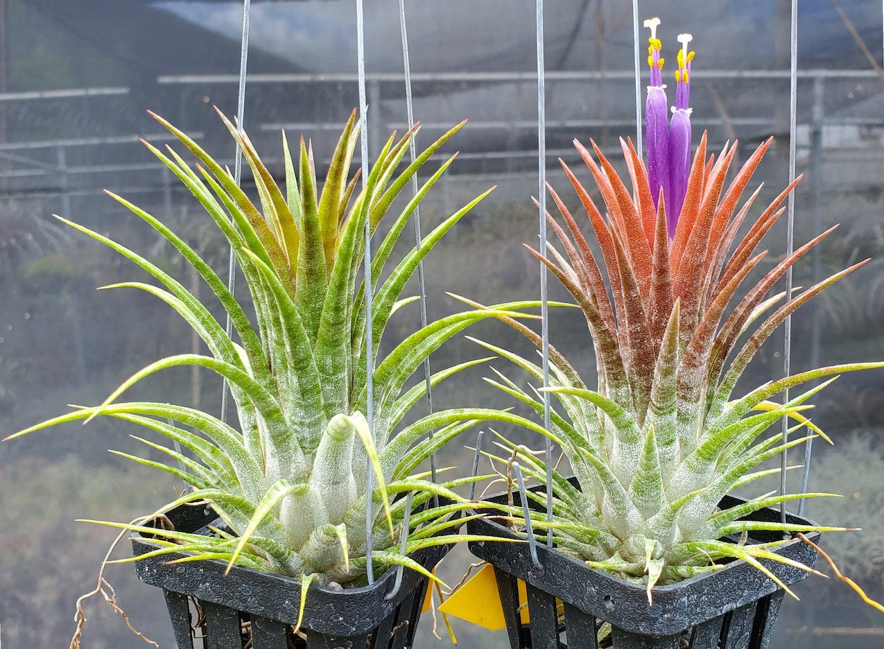 Tillandsia ionantha Domingo's Stripes. (ionantha vanhyningii x ionantha mexico)