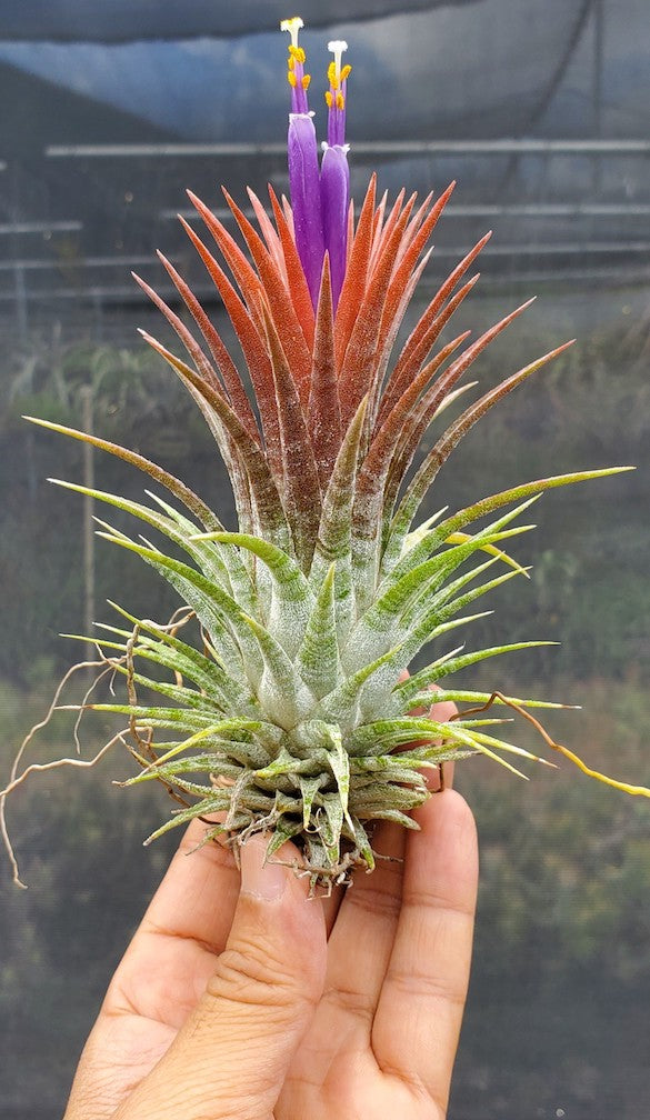 Tillandsia ionantha Domingo's Stripes. (ionantha vanhyningii x ionantha mexico)