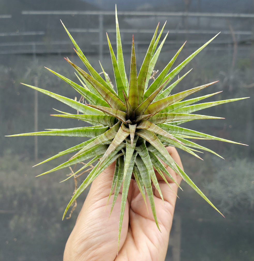 Tillandsia ionantha Domingo's Stripes. (ionantha vanhyningii x ionantha mexico)