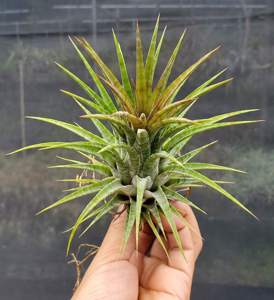 Tillandsia ionantha Domingo's Stripes. (ionantha vanhyningii x ionantha mexico)