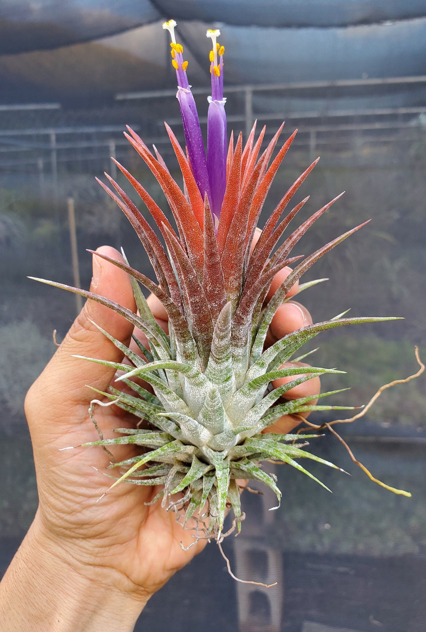 Tillandsia ionantha Domingo's Stripes. (ionantha vanhyningii x ionantha mexico)