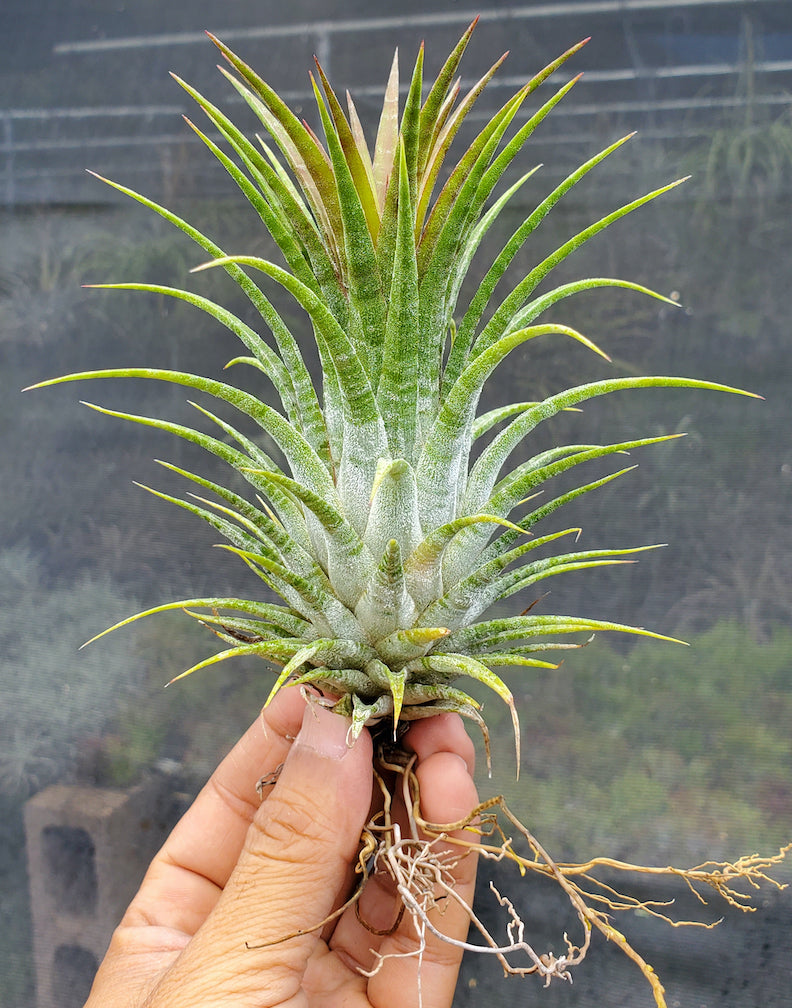 Tillandsia ionantha Domingo's Stripes. (ionantha vanhyningii x ionantha mexico)