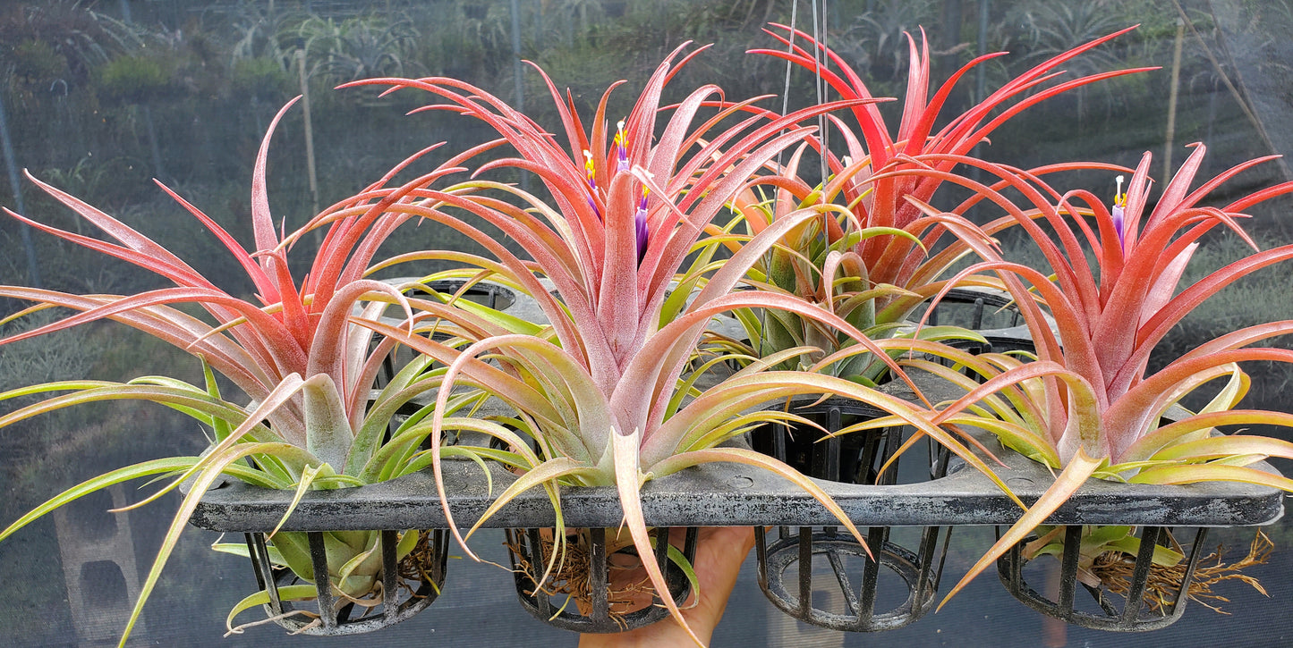 Tillandsia Domingo's Beauty. (ionantha vanhyningii x capitata Roja)