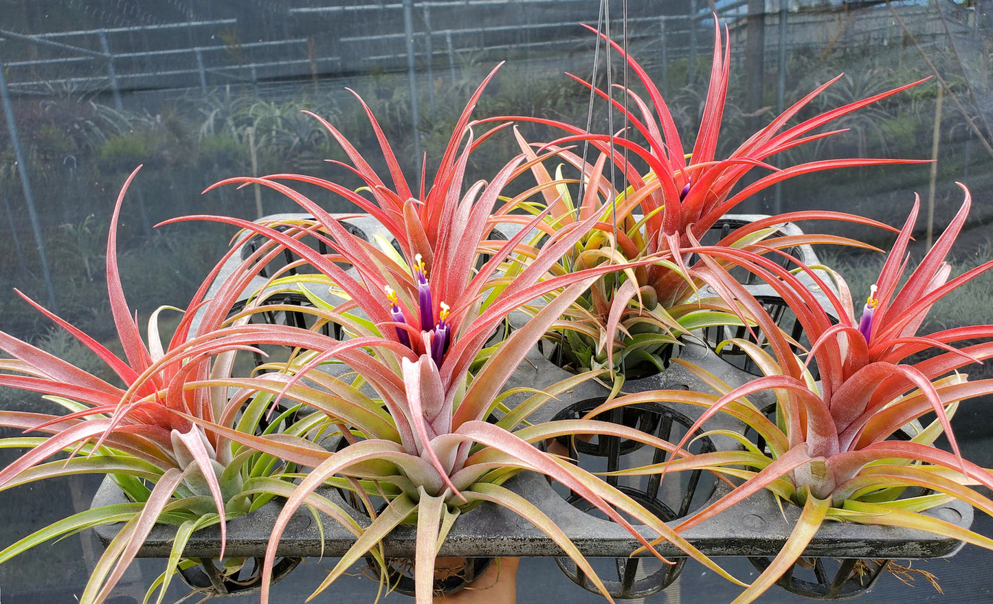 Tillandsia Domingo's Beauty. (ionantha vanhyningii x capitata Roja)