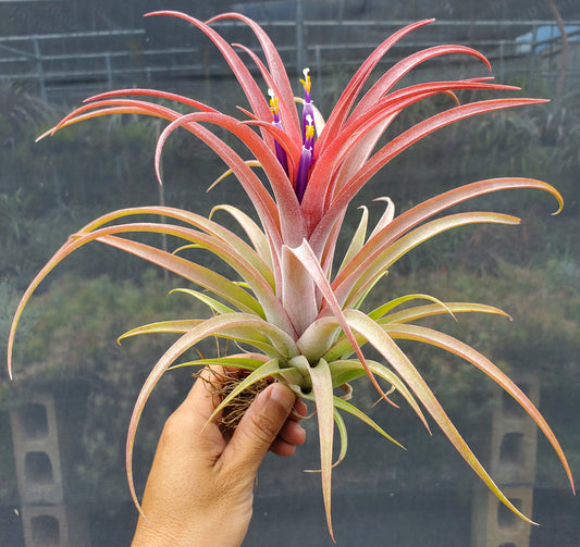 Tillandsia Domingo's Beauty. (ionantha vanhyningii x capitata Roja)