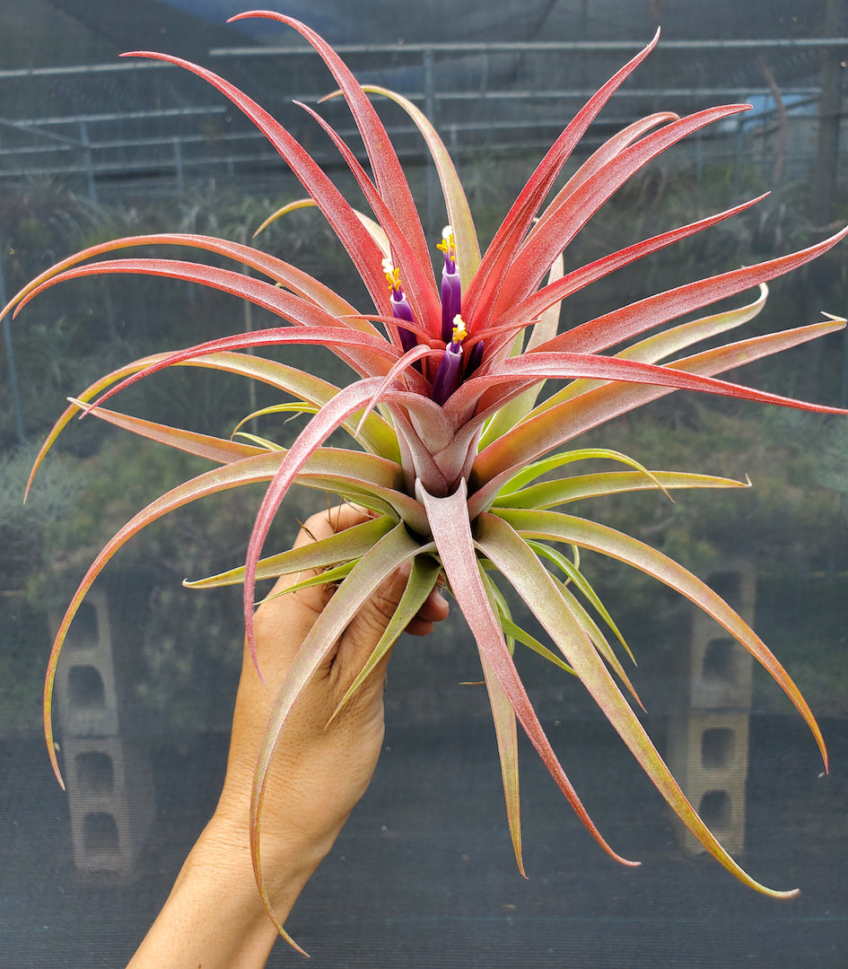 Tillandsia Domingo's Beauty. (ionantha vanhyningii x capitata Roja)