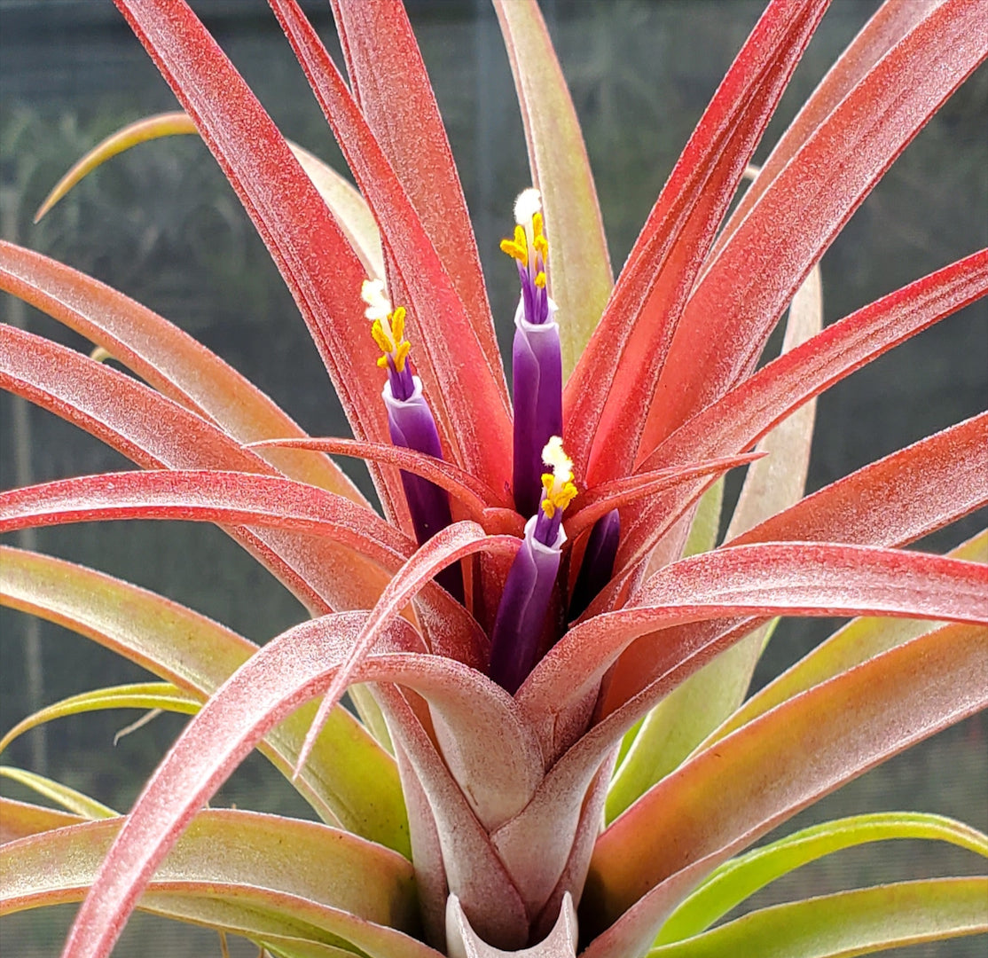 Tillandsia Domingo's Beauty. (ionantha vanhyningii x capitata Roja)