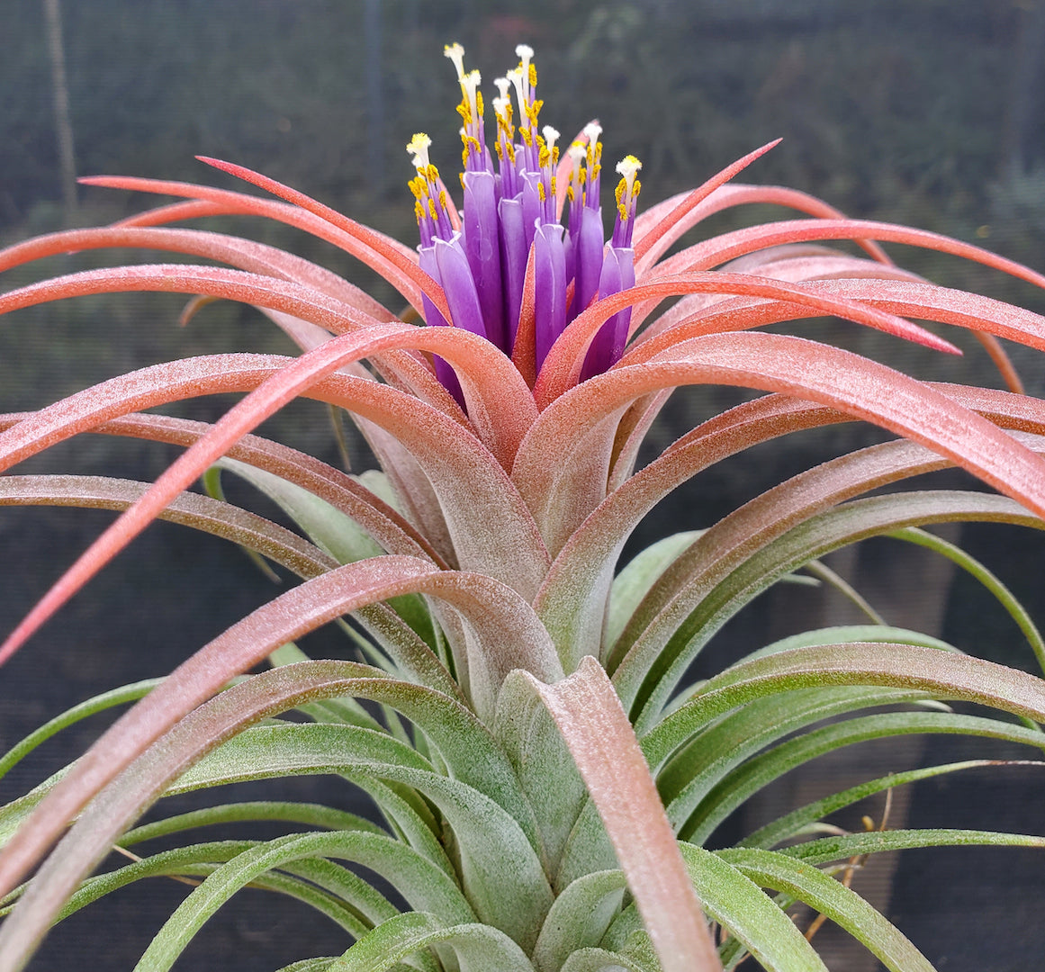 Tillandsia Domingo's Pretty. (Ionantha vanhyningii x brachycaulos)