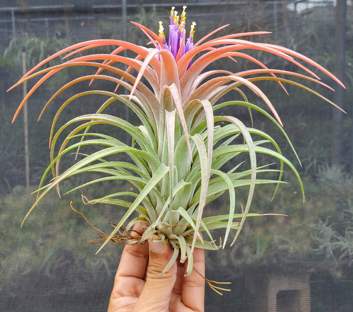 Tillandsia Domingo's Pretty. (Ionantha vanhyningii x brachycaulos)