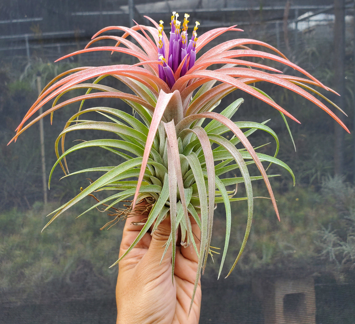 Tillandsia Domingo's Pretty. (Ionantha vanhyningii x brachycaulos)