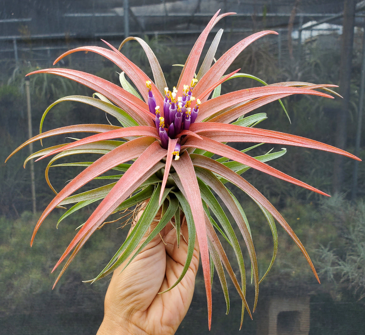 Tillandsia Domingo's Pretty. (Ionantha vanhyningii x brachycaulos)