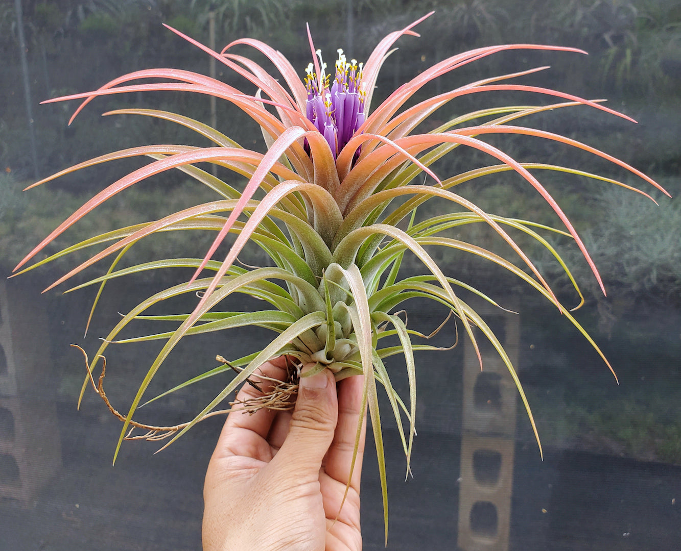 Tillandsia Domingo's Pretty. (Ionantha vanhyningii x brachycaulos)