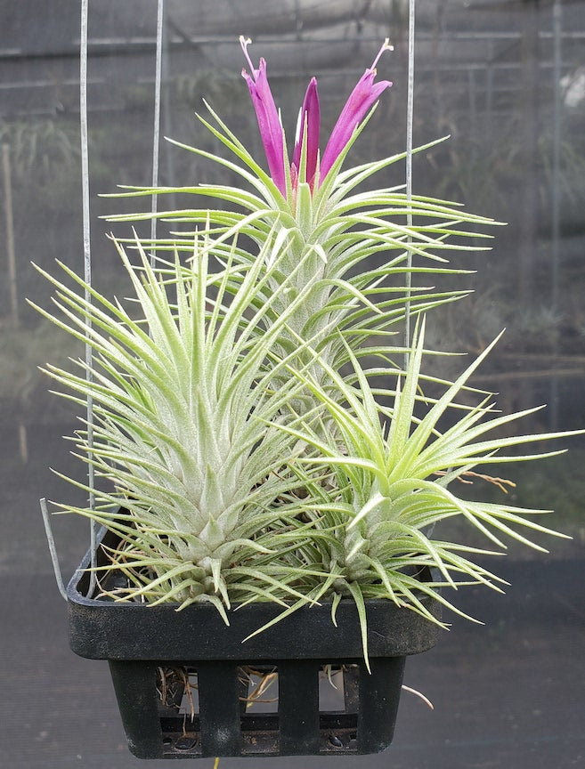 Tillandsia Domingo's charm. (funckiana x ionantha vanhyningii)