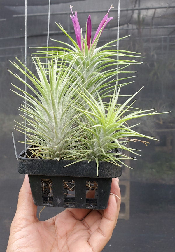 Tillandsia Domingo's charm. (funckiana x ionantha vanhyningii)