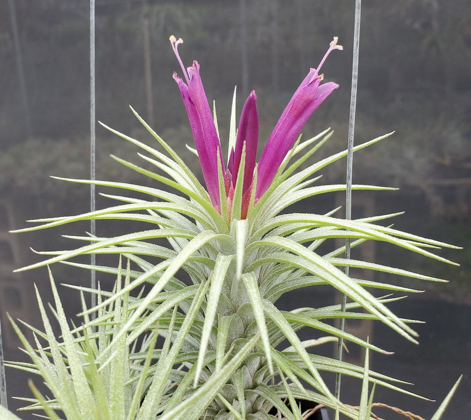 Tillandsia Domingo's charm. (funckiana x ionantha vanhyningii)