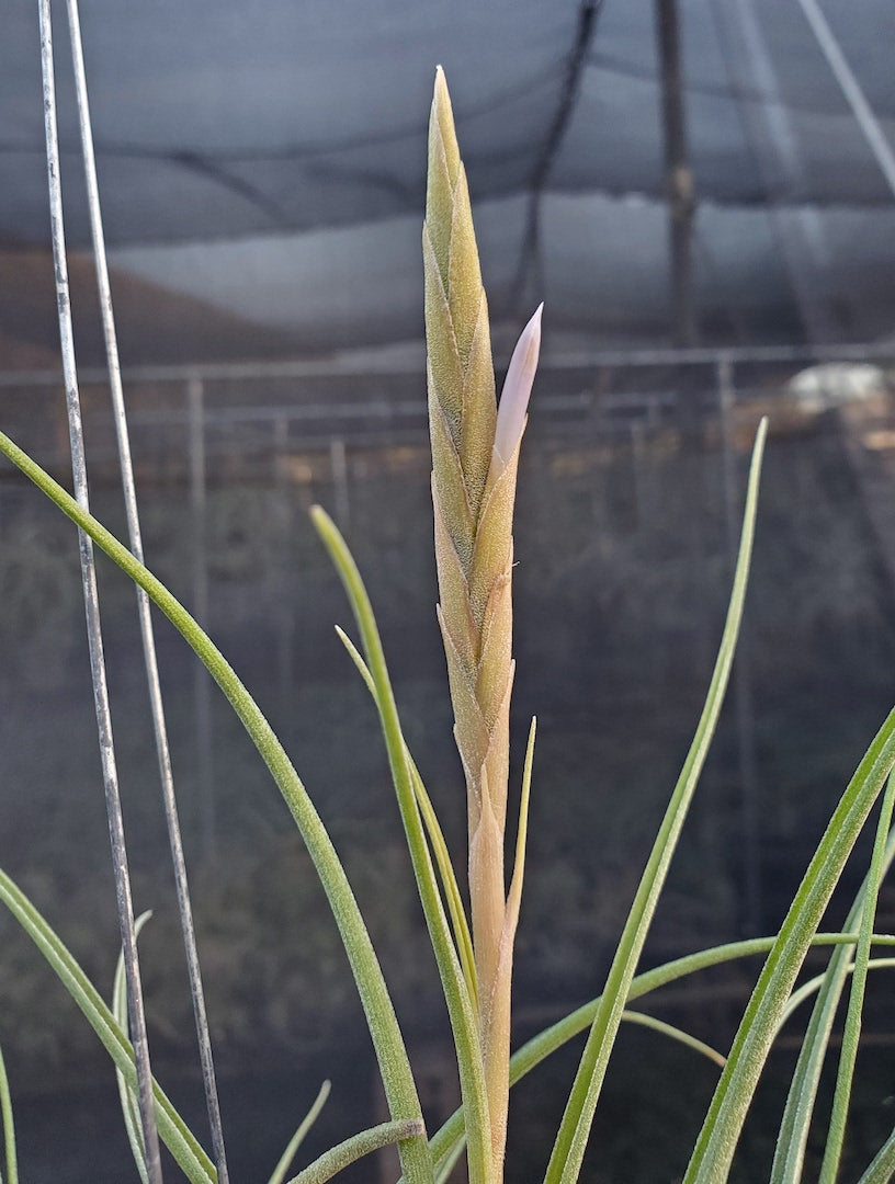 Tillandsia Hawaiian Moon. (white flower baileyi)