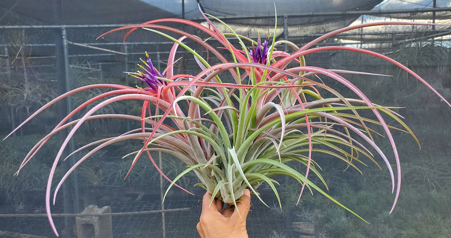 Tillandsia Hawaiian Meteor. (brachycaulos x caput medusae) x riohonodoensis