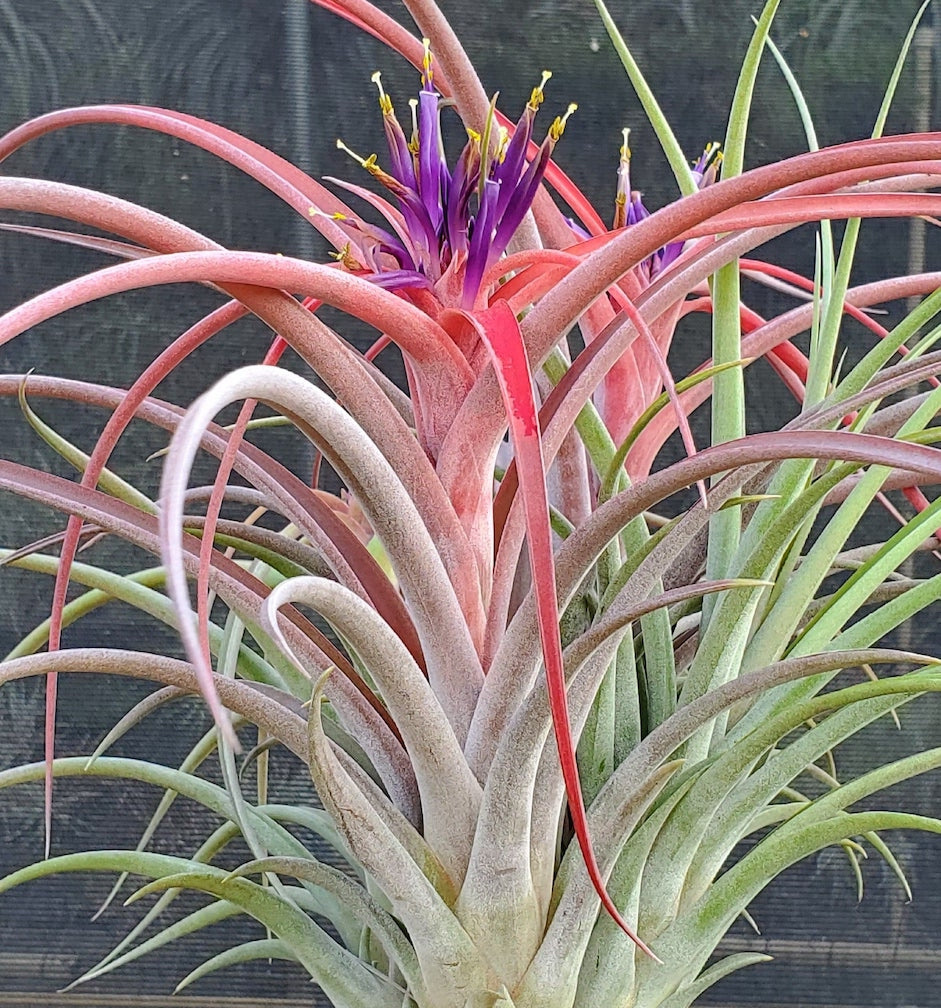 Tillandsia Hawaiian Meteor. (brachycaulos x caput medusae) x riohonodoensis