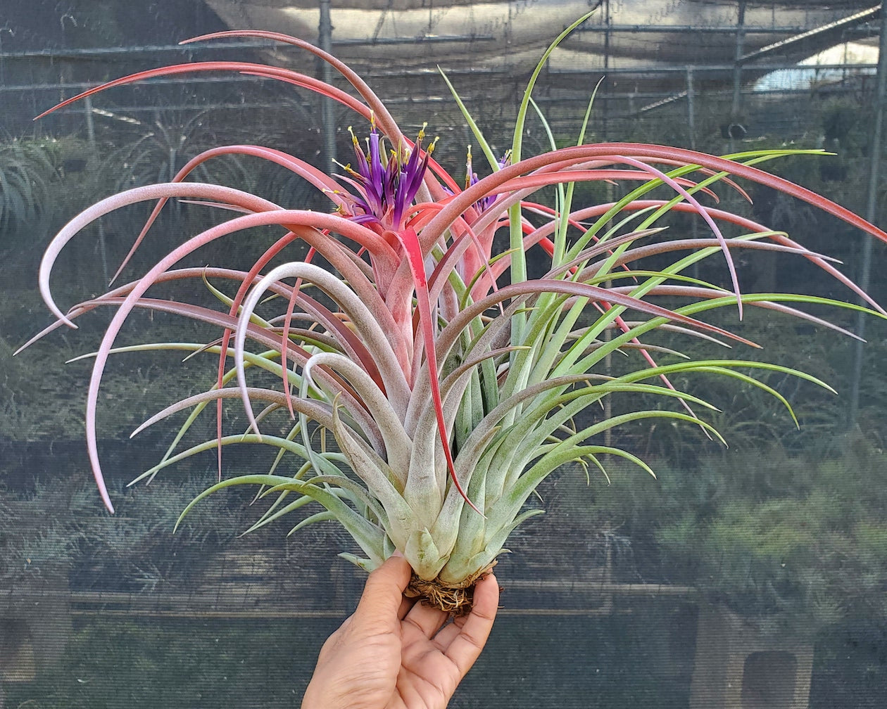 Tillandsia Hawaiian Meteor. (brachycaulos x caput medusae) x riohonodoensis