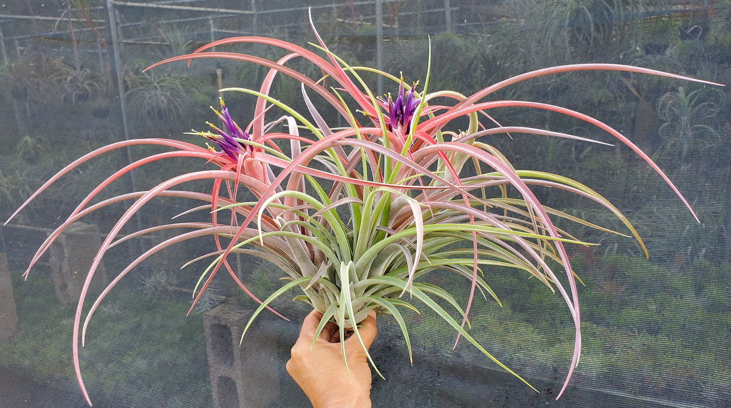 Tillandsia Hawaiian Meteor. (brachycaulos x caput medusae) x riohonodoensis