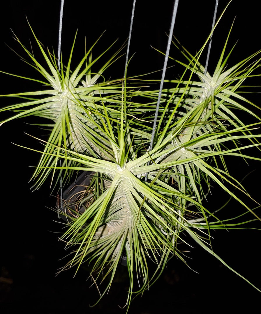 Tillandsia Hawaiian Symmetry. (schiedeana special form)