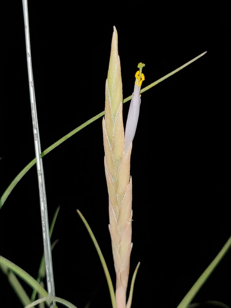 Tillandsia Hawaiian Moon. (white flower baileyi)