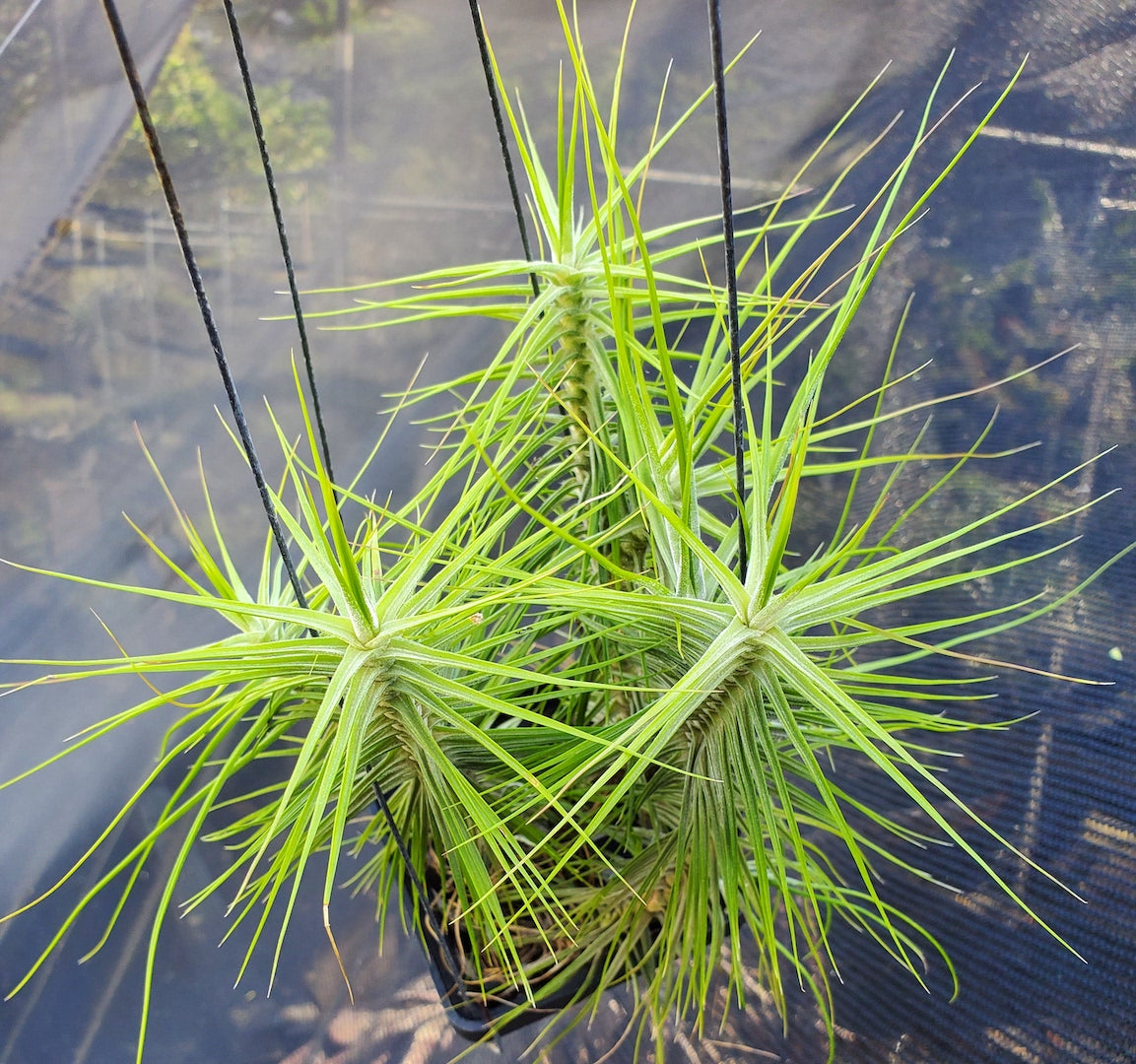 Tillandsia Hawaiian Symmetry. (schiedeana special form)