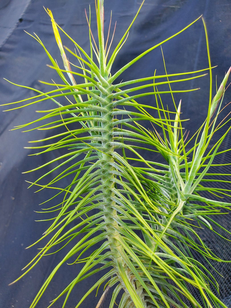 Tillandsia Hawaiian Symmetry. (schiedeana special form)