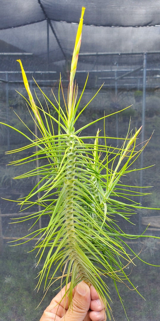 Tillandsia Hawaiian Symmetry. (schiedeana special form)