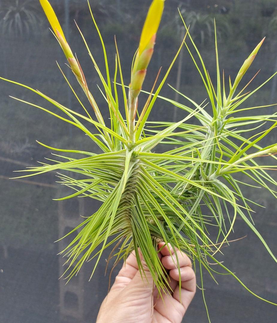 Tillandsia Hawaiian Symmetry. (schiedeana special form)