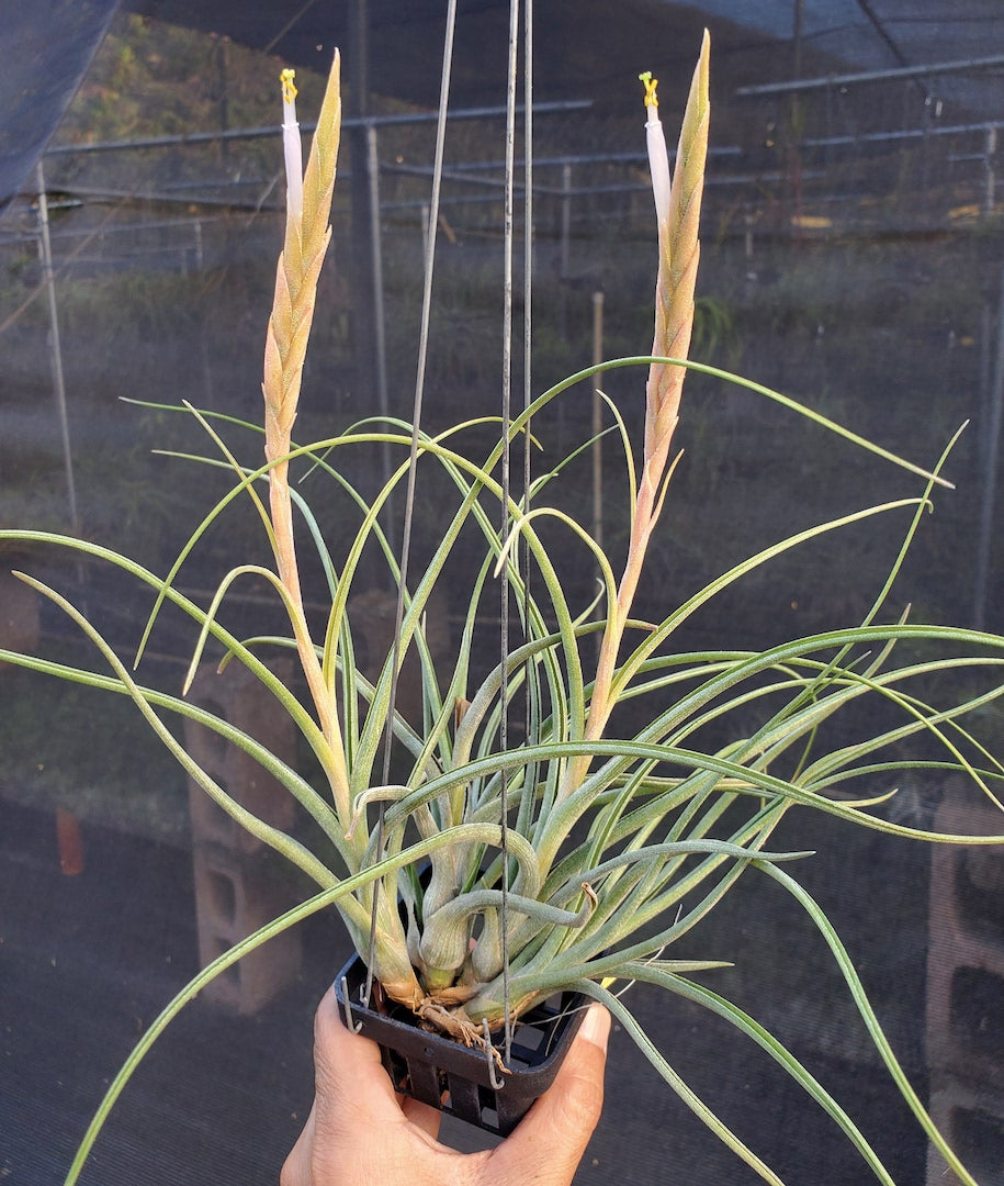 Tillandsia Hawaiian Moon. (white flower baileyi)