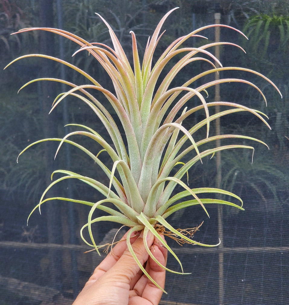 Tillandsia Domingo's Gorgeous. (ionantha guatemala x riohondoensis)