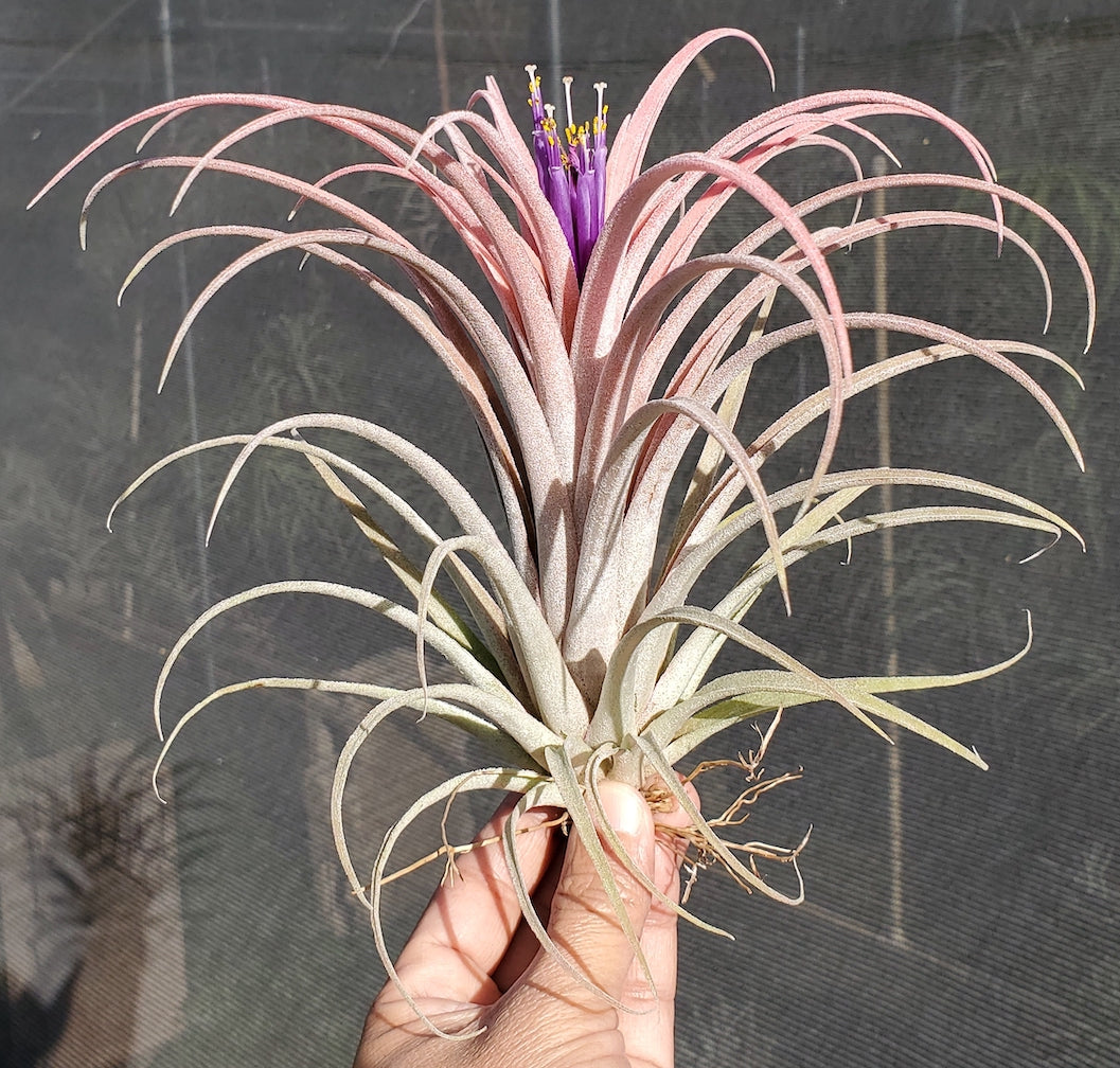 Tillandsia Domingo's Gorgeous. (ionantha guatemala x riohondoensis)