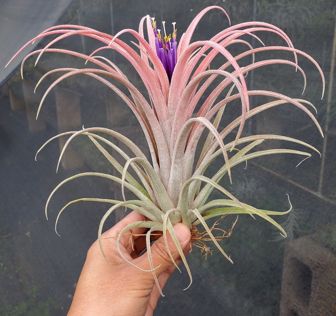 Tillandsia Domingo's Gorgeous. (ionantha guatemala x riohondoensis)