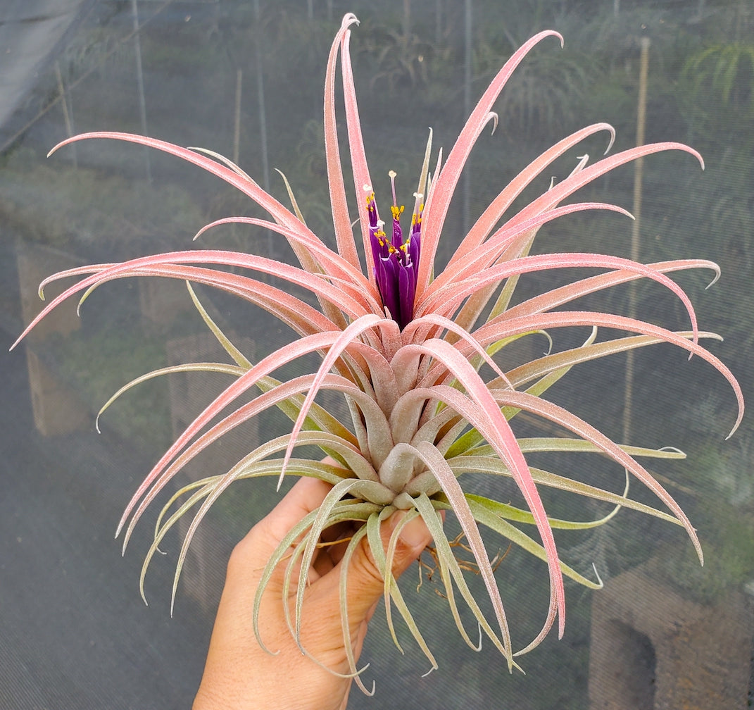 Tillandsia Domingo's Gorgeous. (ionantha guatemala x riohondoensis)