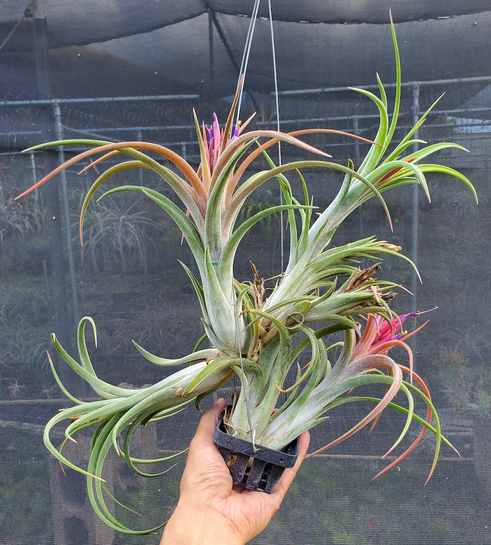 Tillandsia Hawaiian Vacation. (ionantha mexico x intermedia)