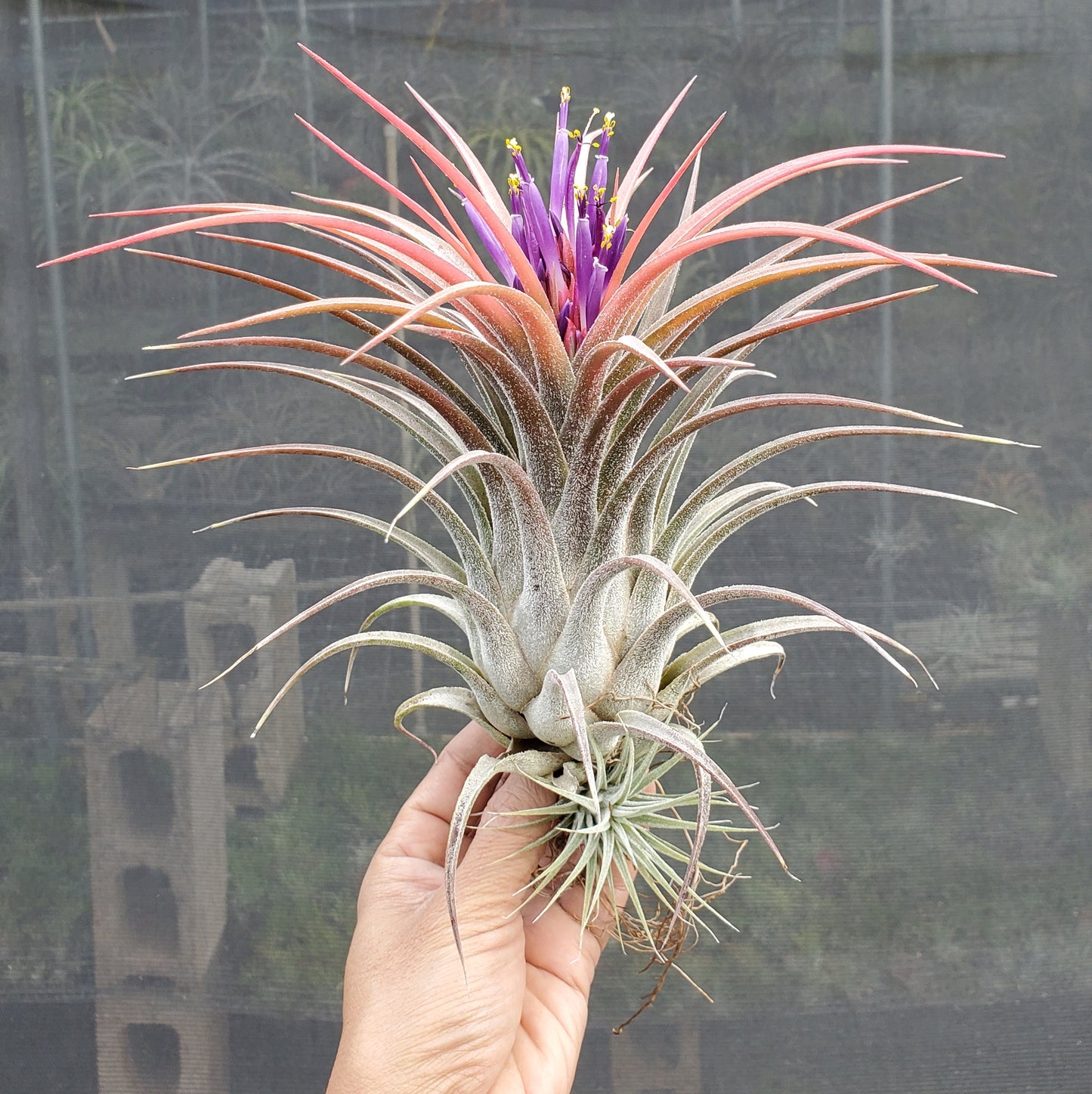 Tillandsia ehlersiana x ionantha Fuego