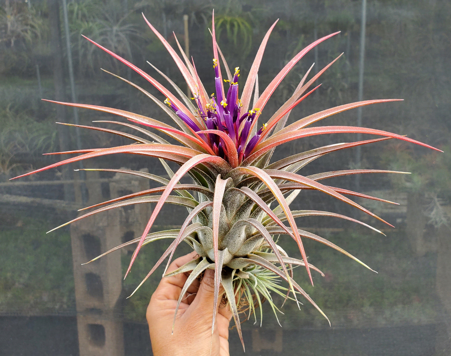 Tillandsia ehlersiana x ionantha Fuego