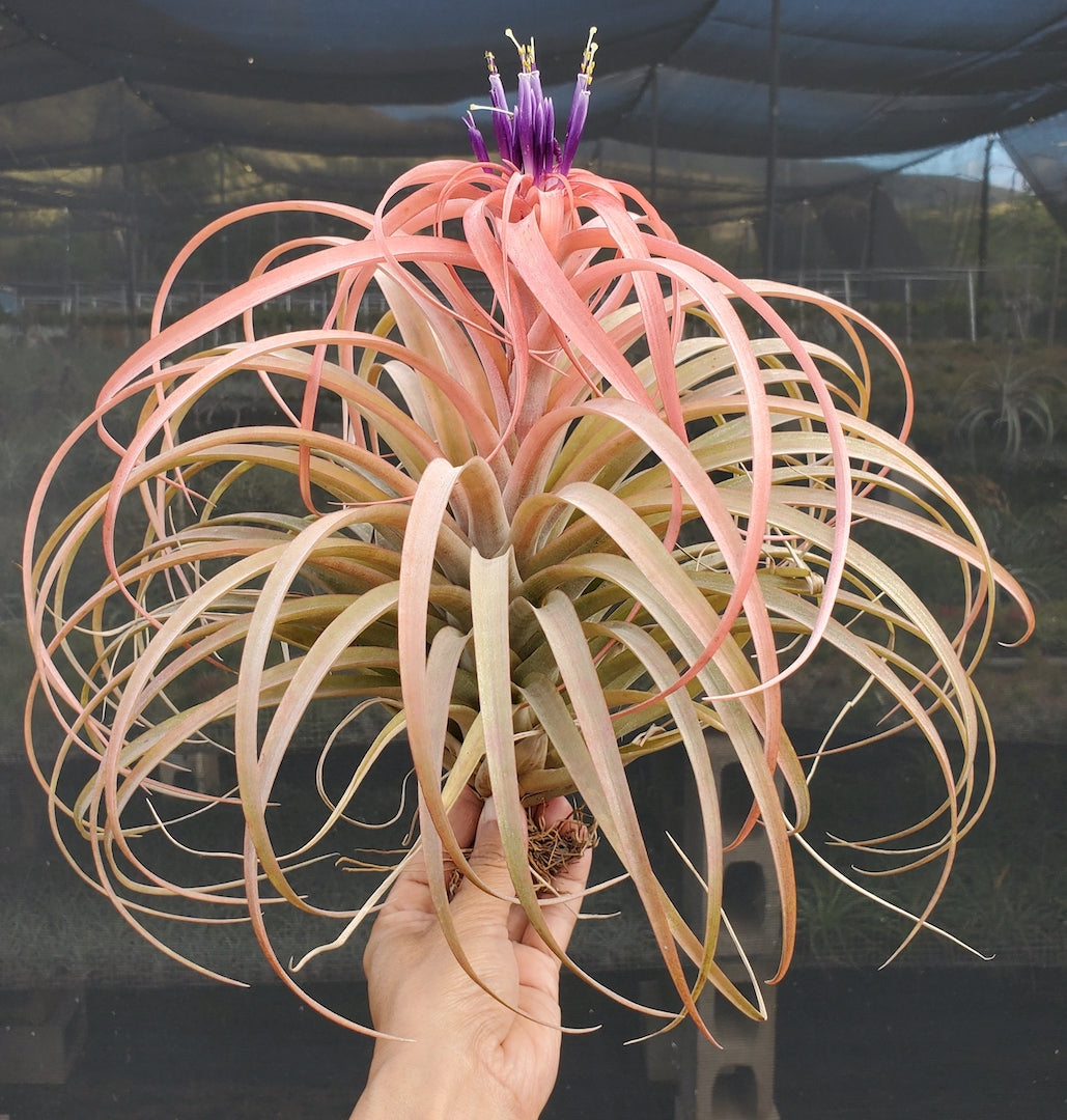 Tillandsia Hawaiian Sunrise. (xerographica x brachycaulos) x brachycaulos