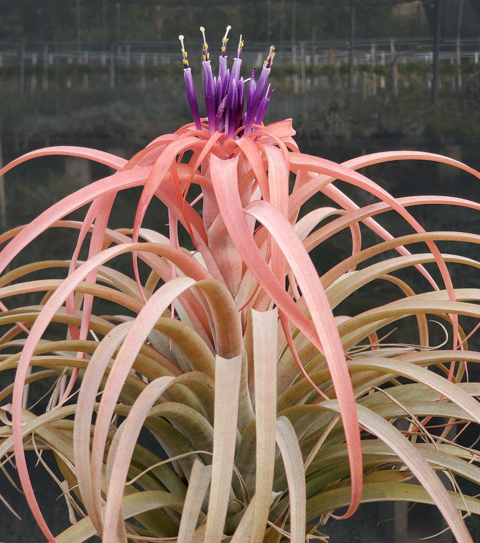 Tillandsia Hawaiian Sunrise. (xerographica x brachycaulos) x brachycaulos