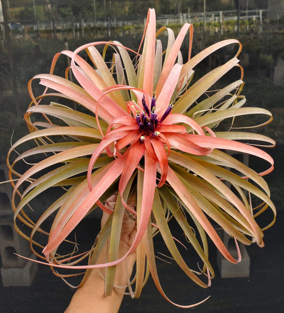 Tillandsia Hawaiian Sunrise. (xerographica x brachycaulos) x brachycaulos